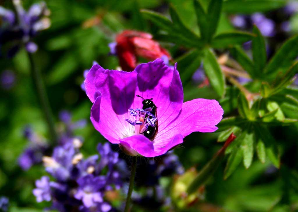 Sonnen in der Blume