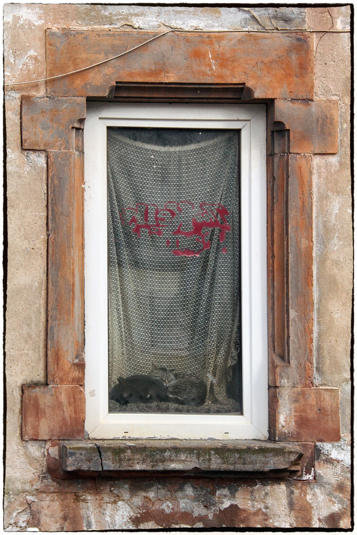 Sonnen-Kuscheln im Fenster