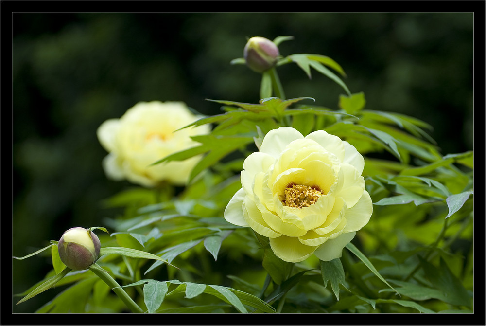 Sonnen-Licht eingefangen von einer Blüte