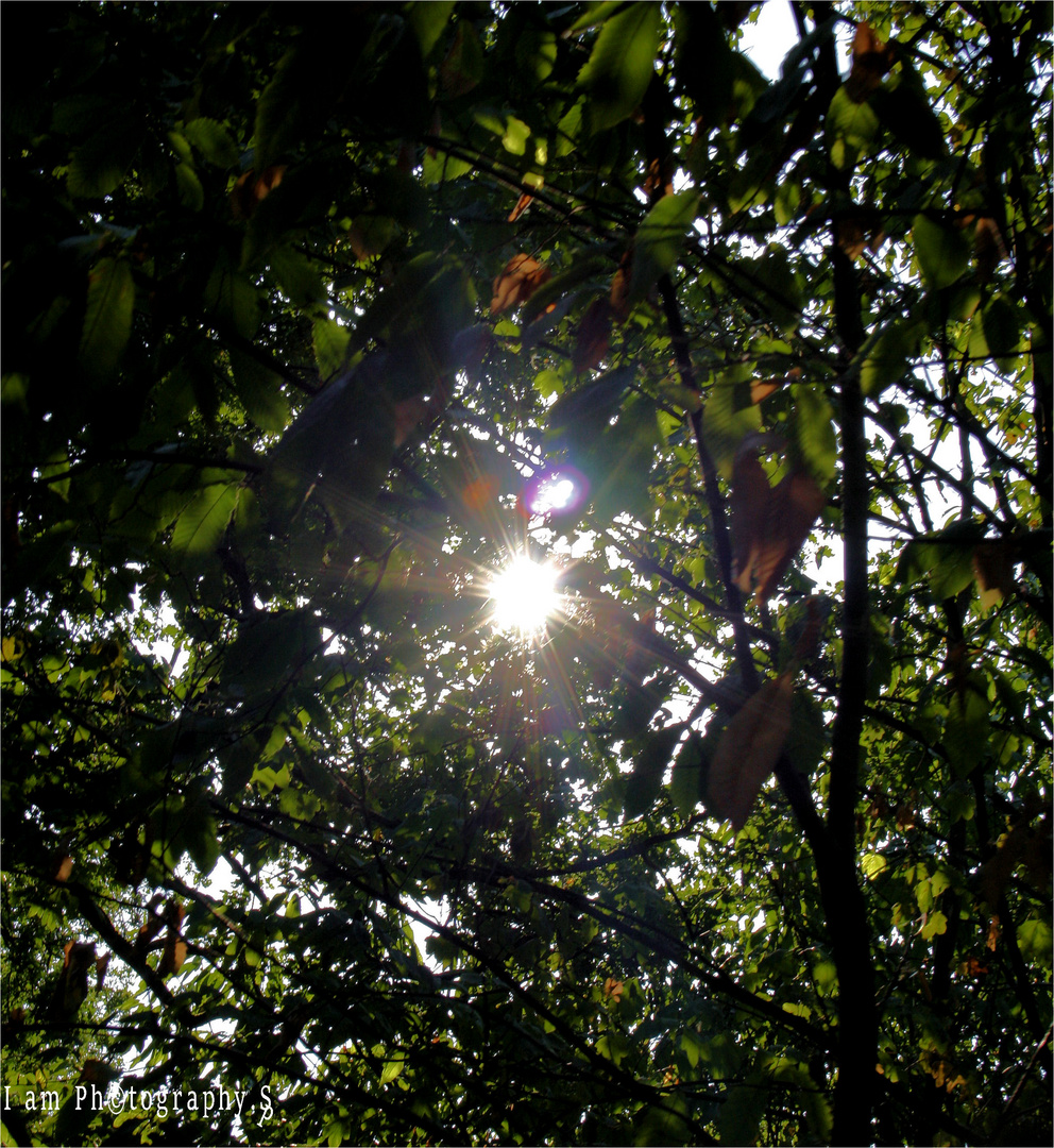 Sonnen Lichtblick zwischen der Natur