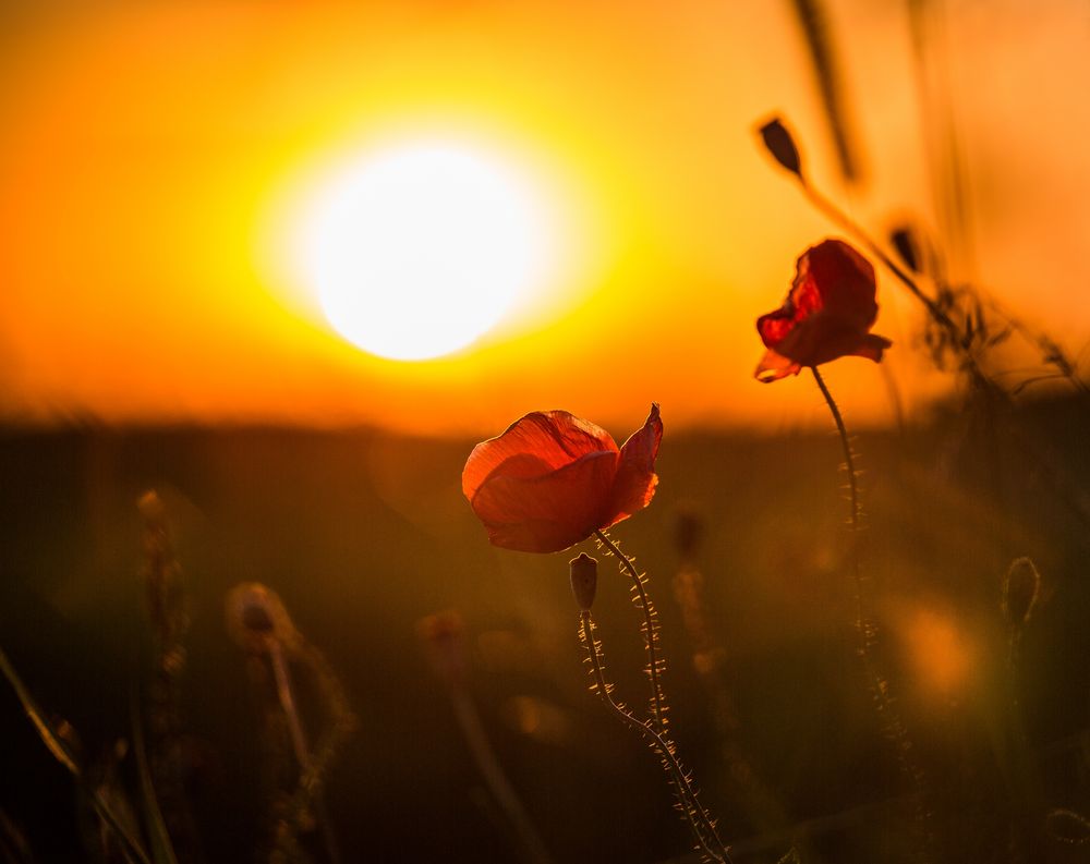 Sonnen-Mohn