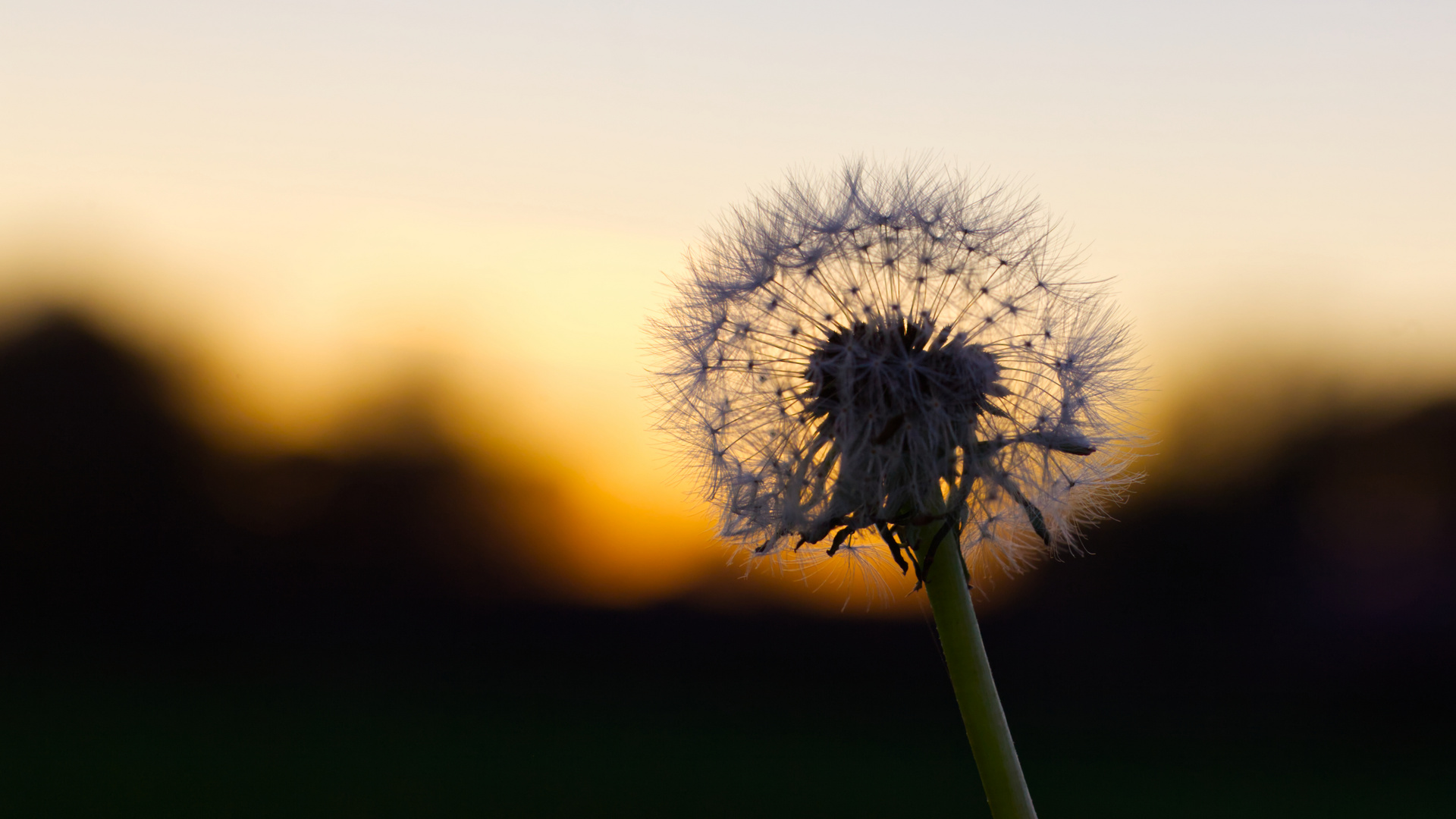 *** Sonnen-Pusteblume ***