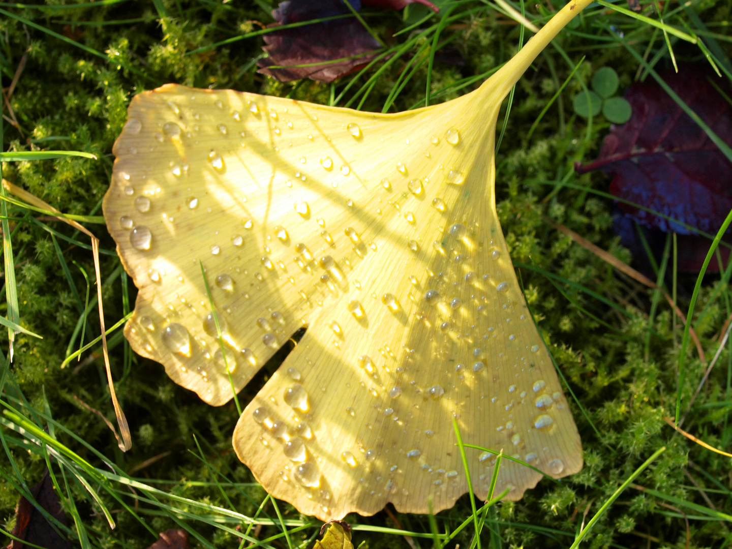 Sonnen Regen Blatt