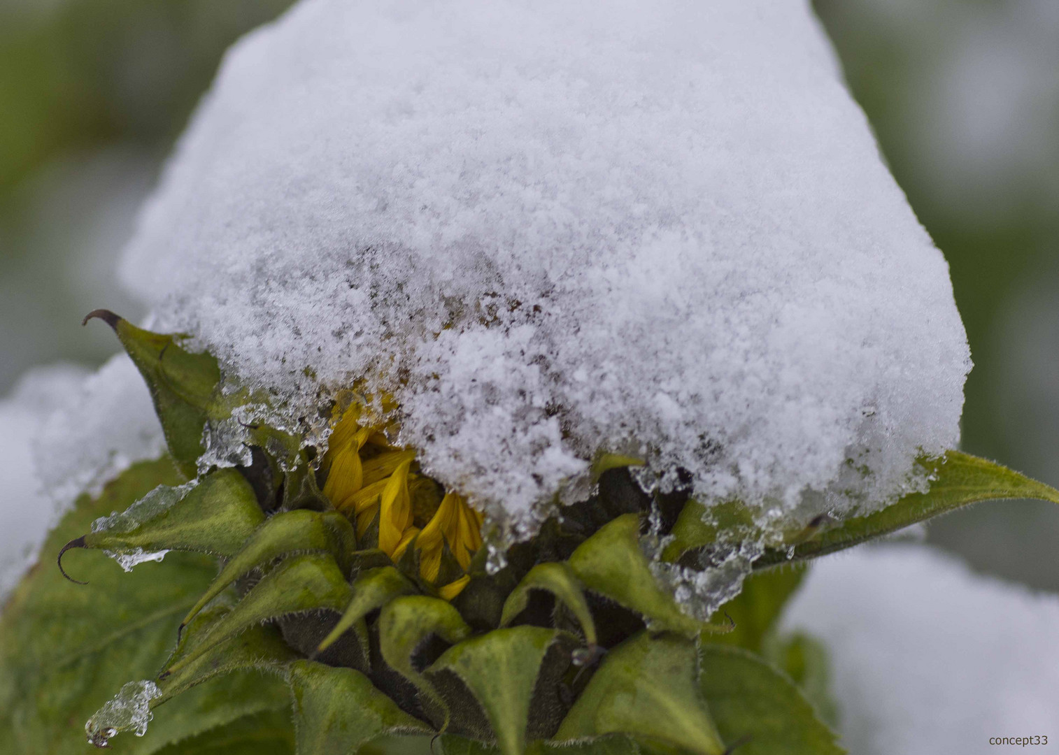 Sonnen-Schnee-Blume