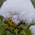 Sonnen-Schnee-Blume