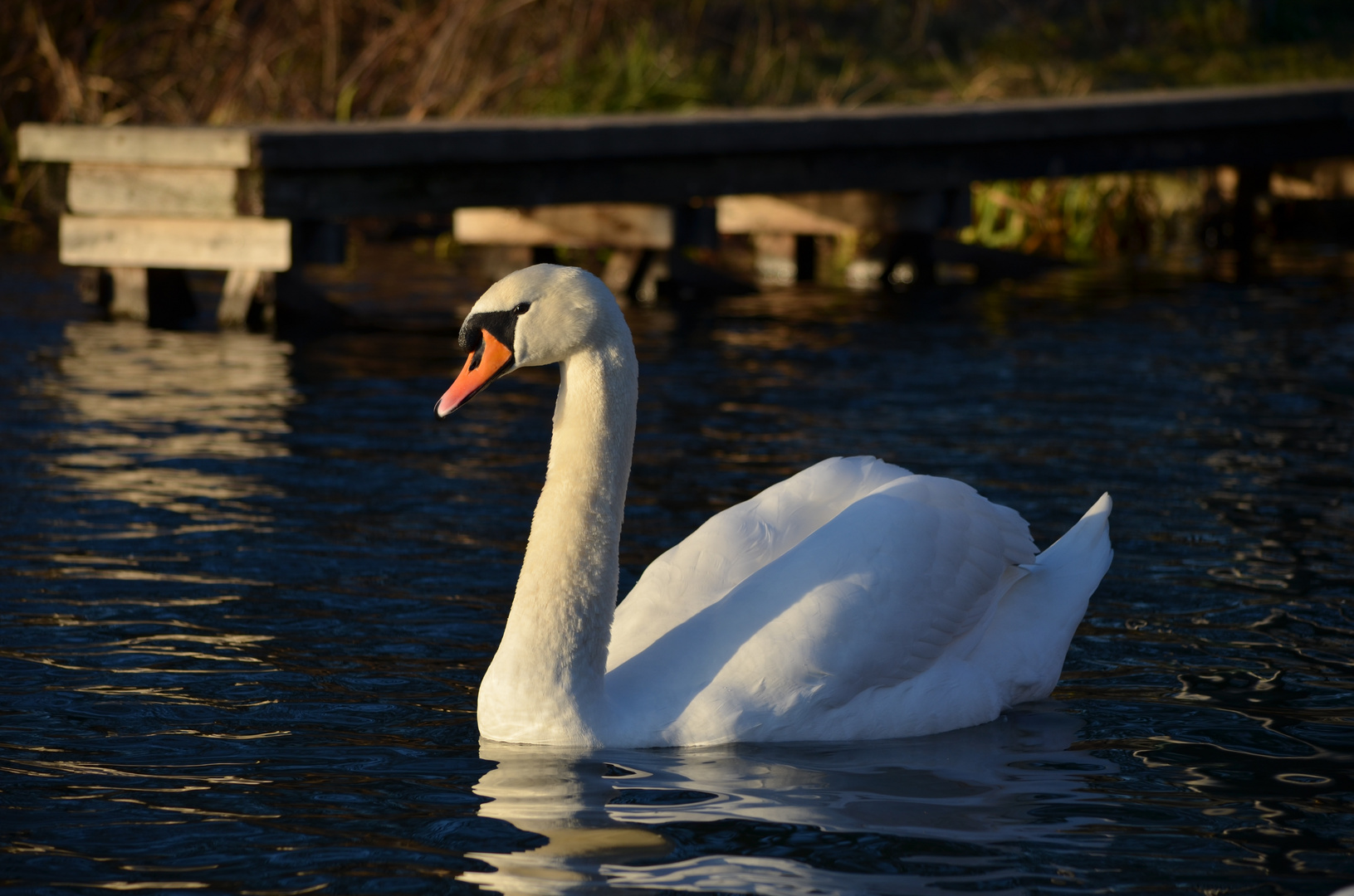 Sonnen-Schwan