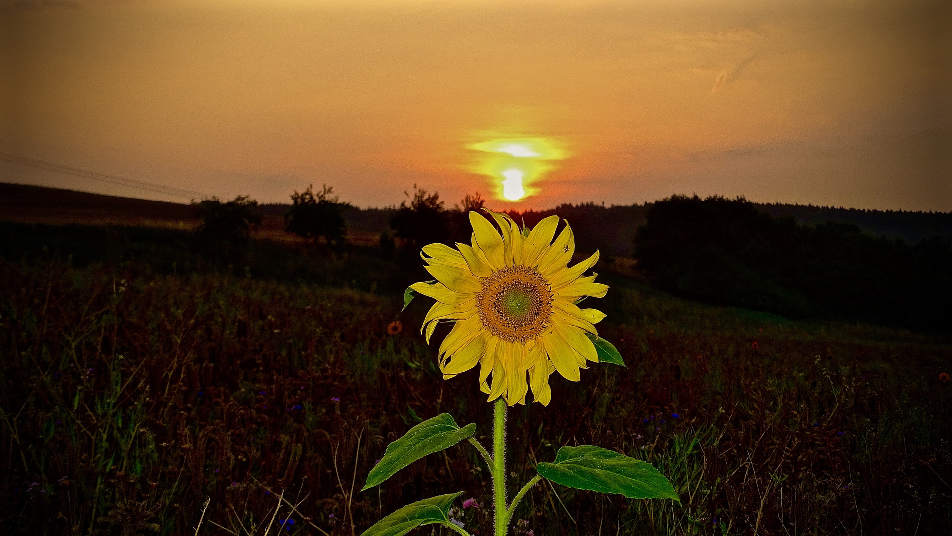 Sonnen-Sonnenblume