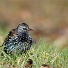 " Sonnen " - Star - Sturnus vulgaris -