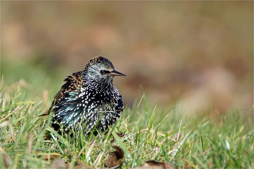 " Sonnen " - Star - Sturnus vulgaris -