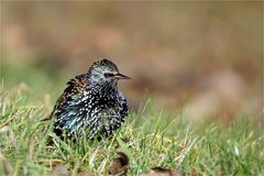 " Sonnen " - Star - Sturnus vulgaris -