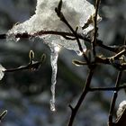 Sonnen-Sternchen am Eiszapfen