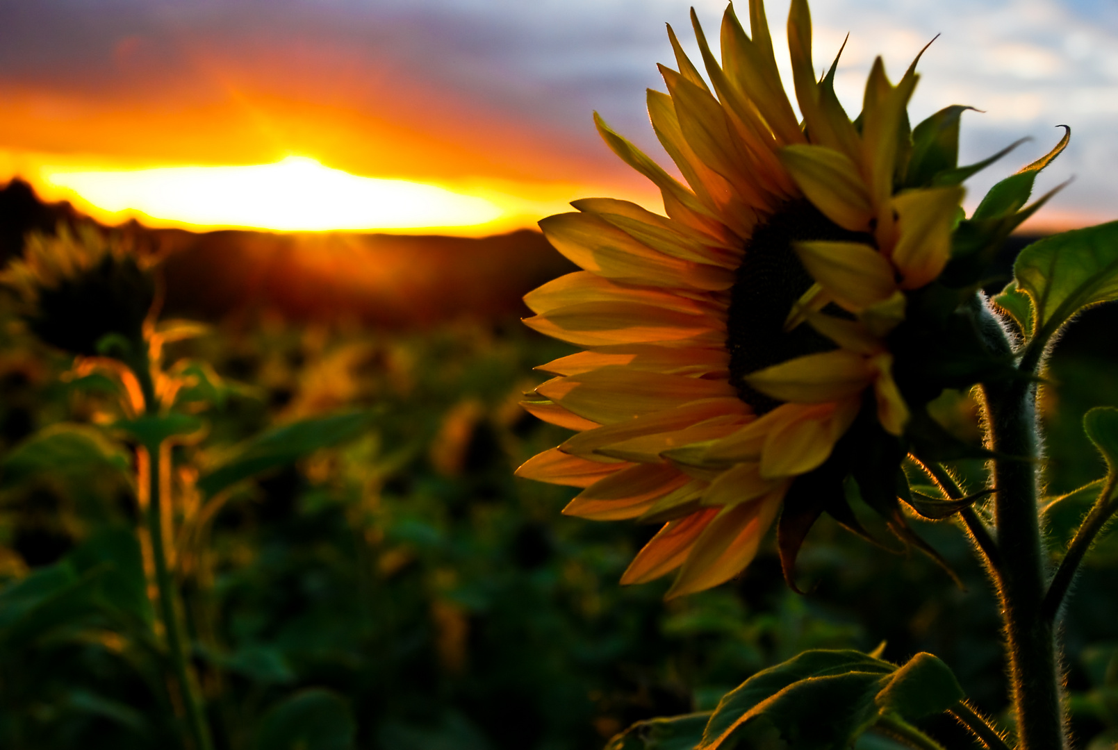 Sonnen- Untergang- Blume