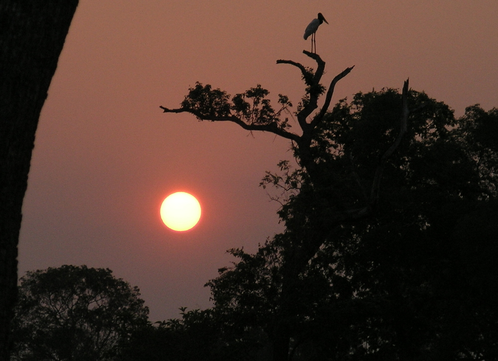 Sonnen-untergang im Pantanal, Brasilien