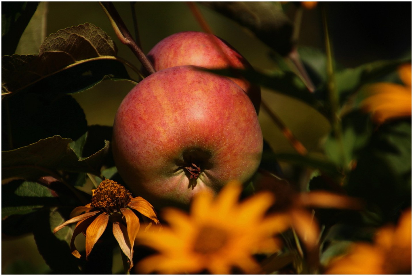 Sonnenäpfel