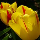 Sonnenanbetende Tulpen