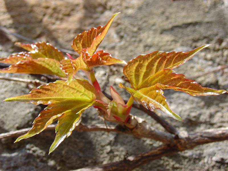 Sonnenanbeter