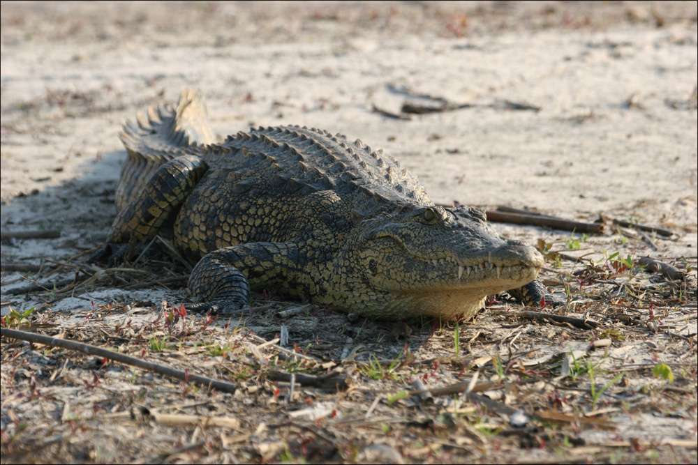 Sonnenanbeter am Okavango