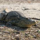 Sonnenanbeter am Okavango