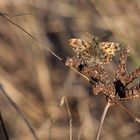 Sonnenanbeter am Spätnachmittag