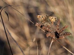 Sonnenanbeter am Spätnachmittag