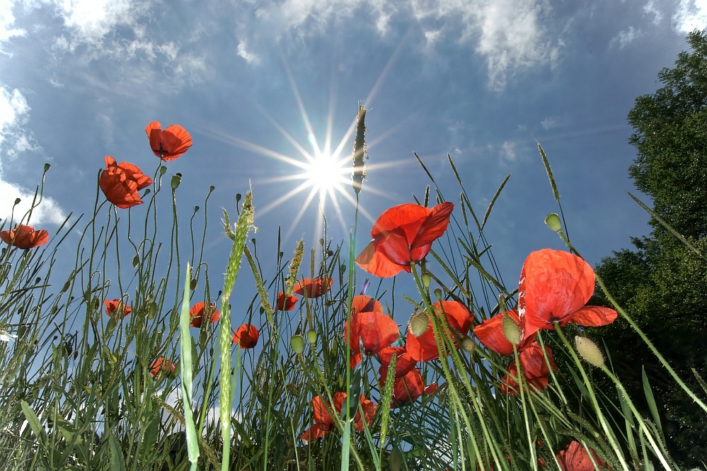 Sonnenanbeter am Wegesrand