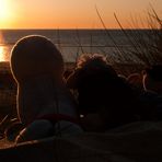 Sonnenanbeter auf SYLT