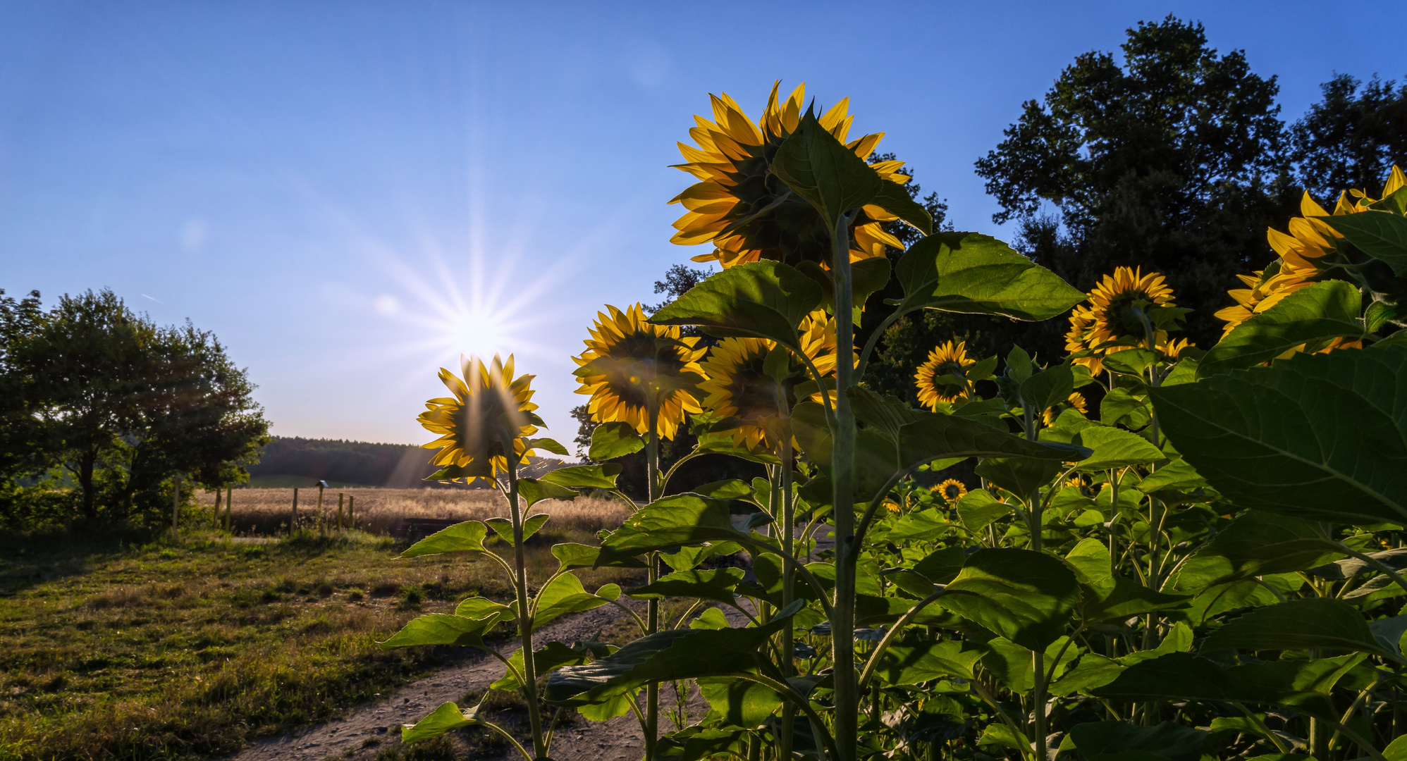 Sonnenanbeter