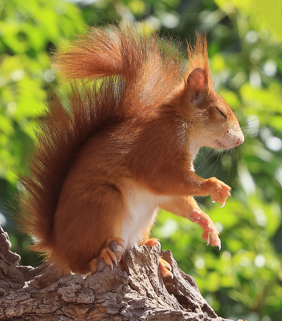 Sonnenanbeter - Eichhörnchen (Sciurus vulgaris)