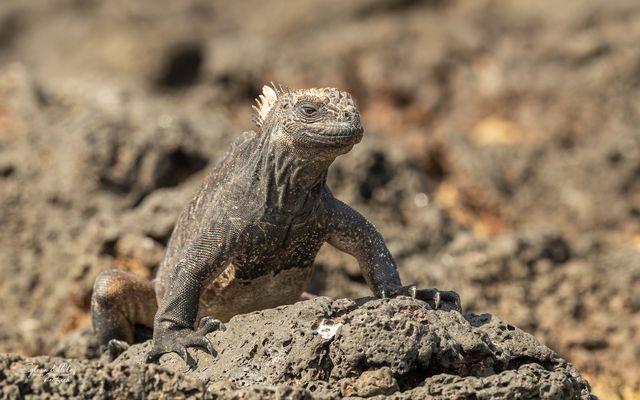 °°_Sonnenanbeter_°°