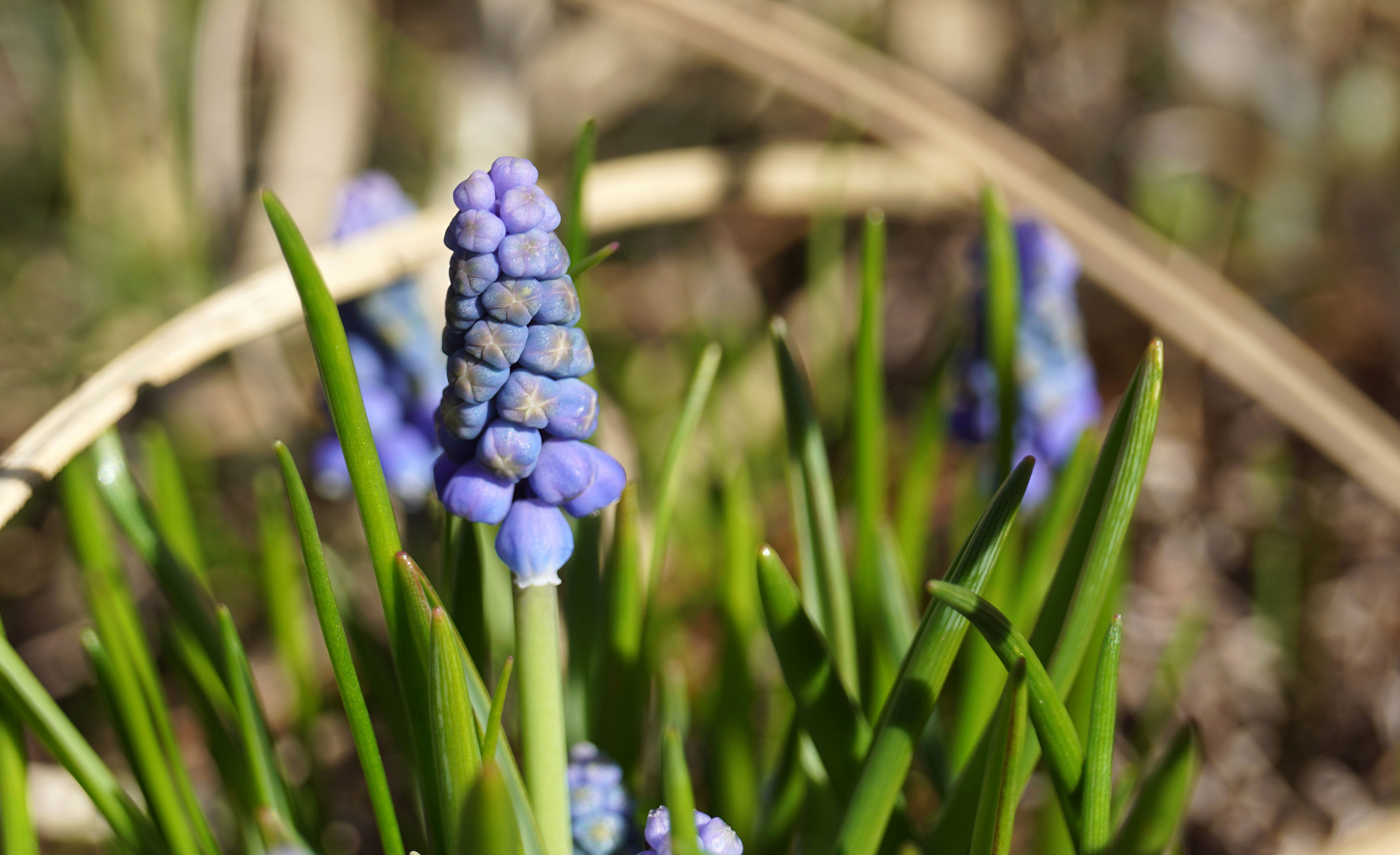 sonnenanbeter im blauen gewand