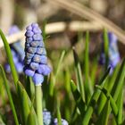 sonnenanbeter im blauen gewand