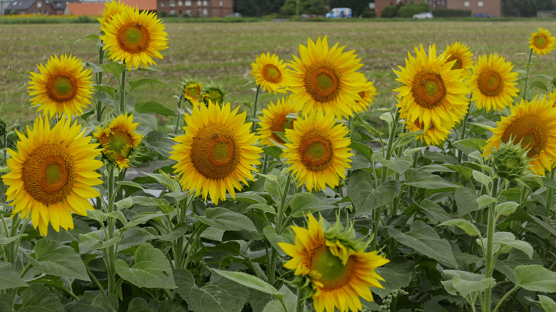 Sonnenanbeter im Feld - doch die Sonne macht sich rar :-(