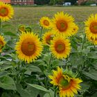 Sonnenanbeter im Feld - doch die Sonne macht sich rar :-(