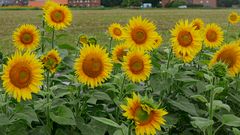 Sonnenanbeter im Feld - doch die Sonne macht sich rar :-(