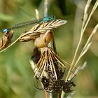 Sonnenanbeter in der wunderschönen Welt der Natur