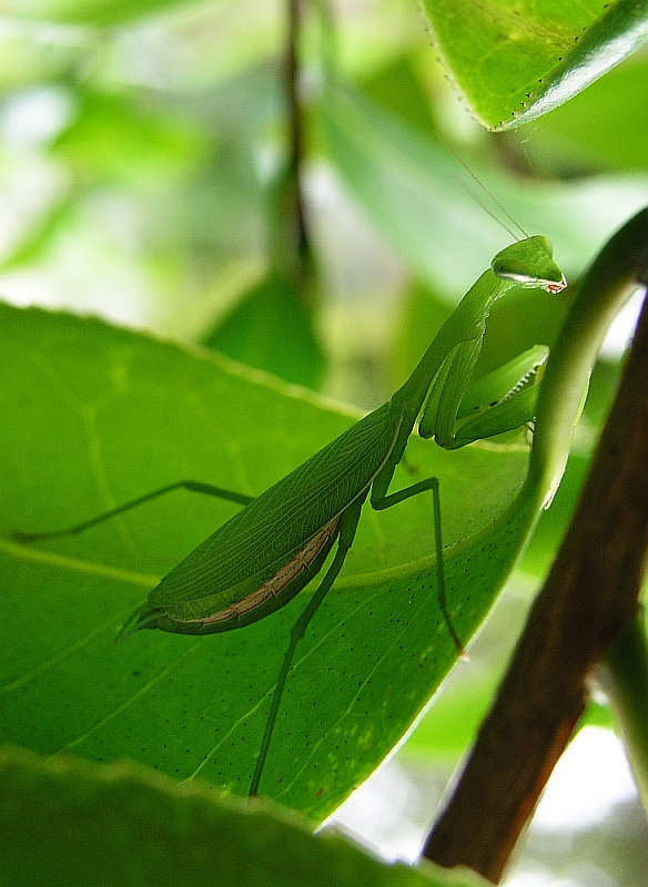 Sonnenanbeterin