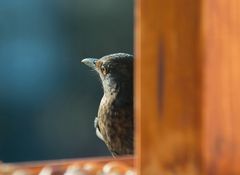 Sonnenanbeterin im Januar