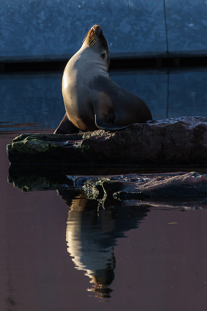 Sonnenanbeterin im Zoo Nürnberg