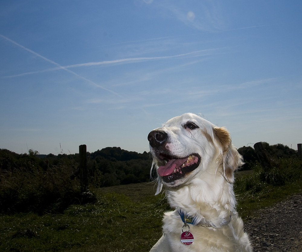 Sonnenanbeterin Ronja