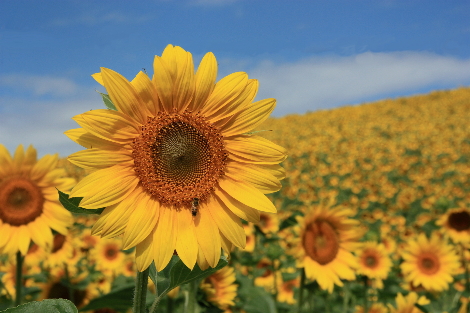 Sonnenanbeterinnen