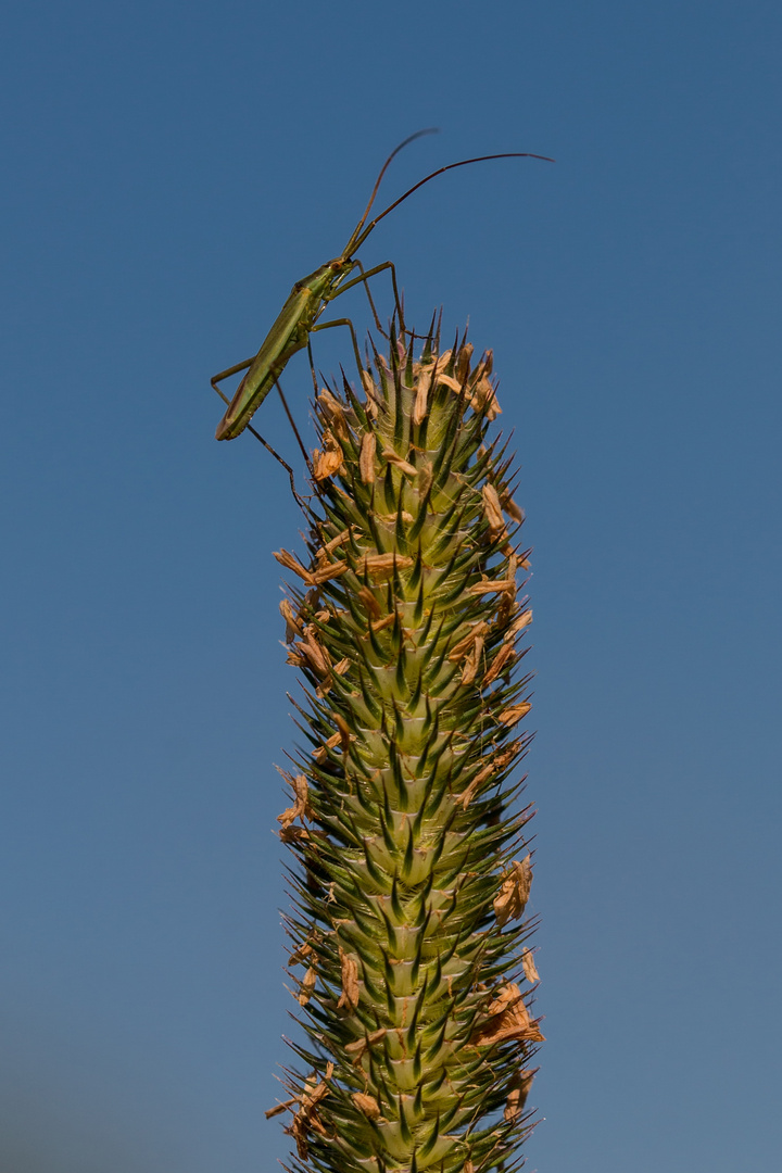 Sonnenanbetung