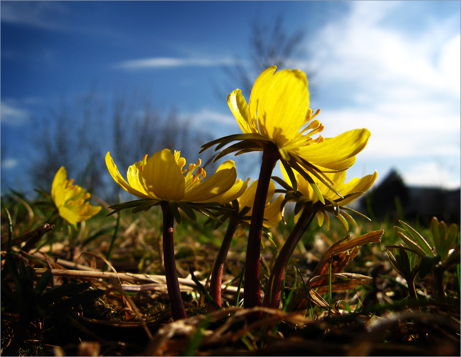 ~ Sonnenantennen ~