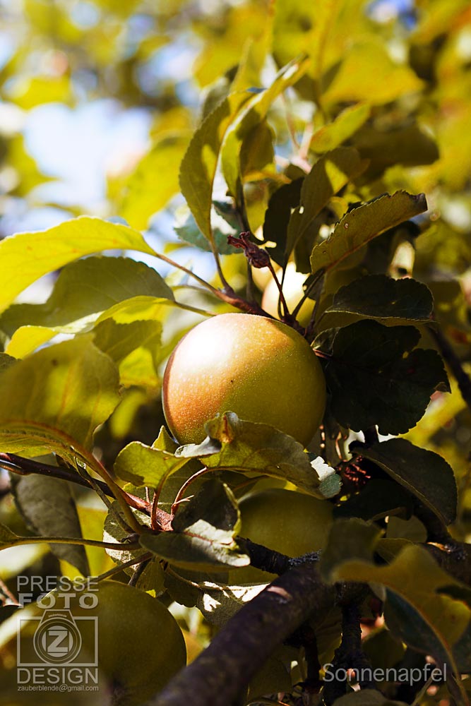 Sonnenapfel