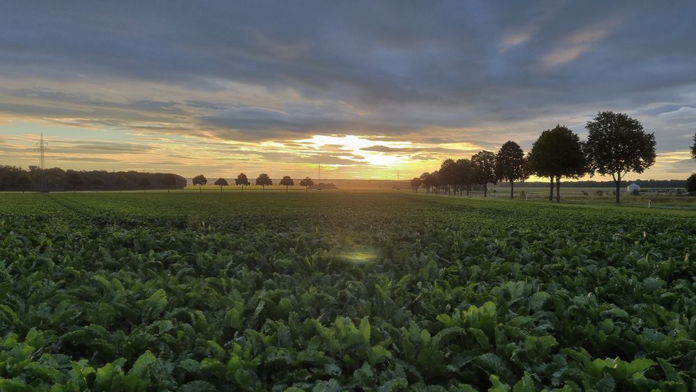 Sonnenaufgang 1