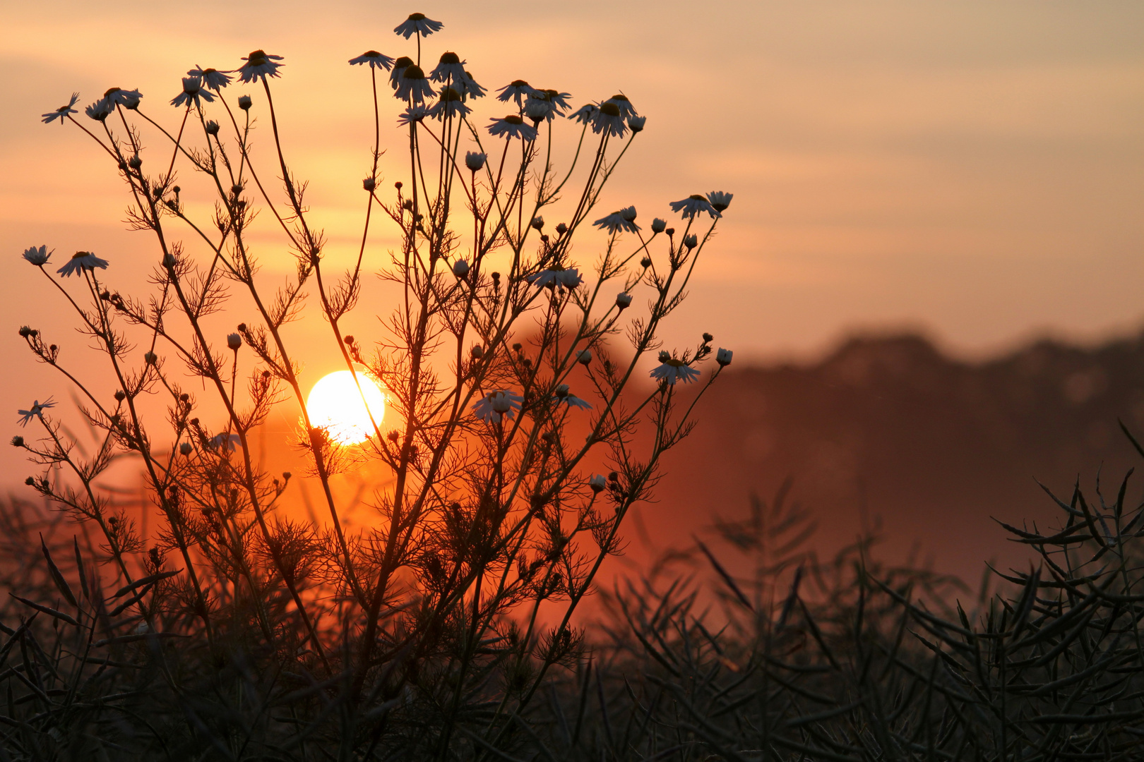 Sonnenaufgang 26.06.2010