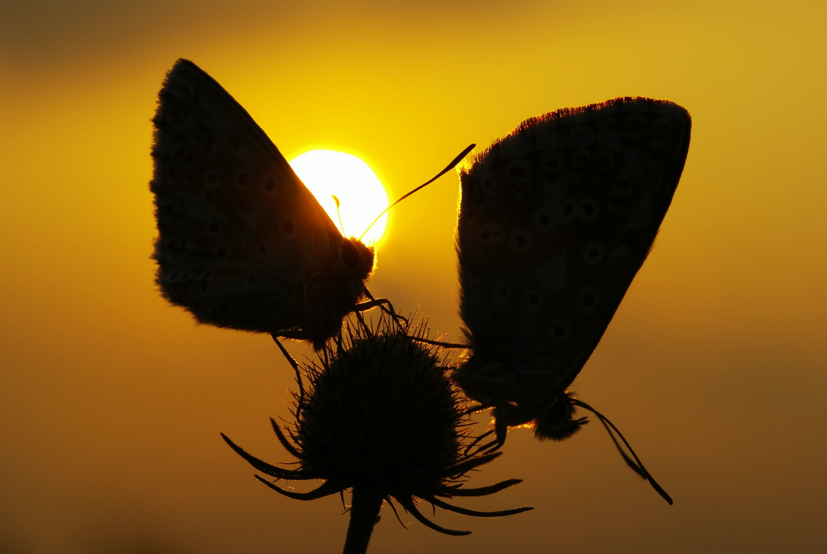 Sonnenaufgang 26.7.12