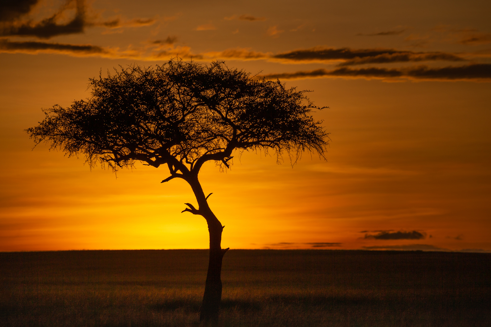 Sonnenaufgang. Foto & Bild | landschaft, sonnenaufgang, baum Bilder auf