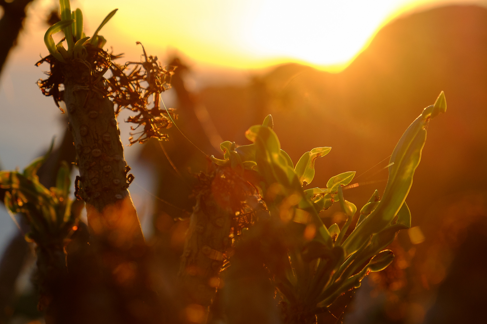 Sonnenaufgang