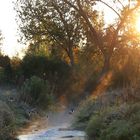 Sonnenaufgang am Bachlauf der Biber