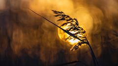 Sonnenaufgang am Bodden